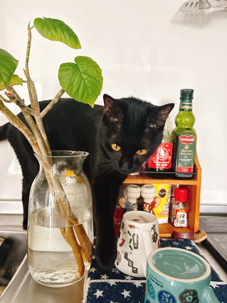 ルカワさんのお部屋 写真4